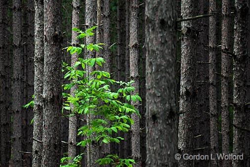 Alone In A Deep Dark Forest Of Pines_04787.jpg - Simcoe County Forest, Centennial TractPhotographed near Orillia, Ontario, Canada.